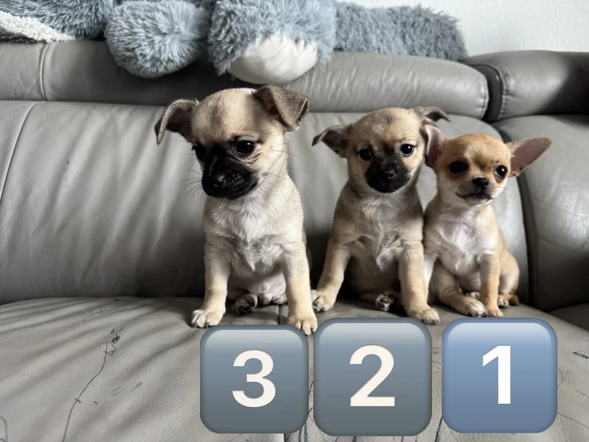 Chihuahua Welpen, male puppy Chihuahua for adoption at Petsearch.ch, Zurich