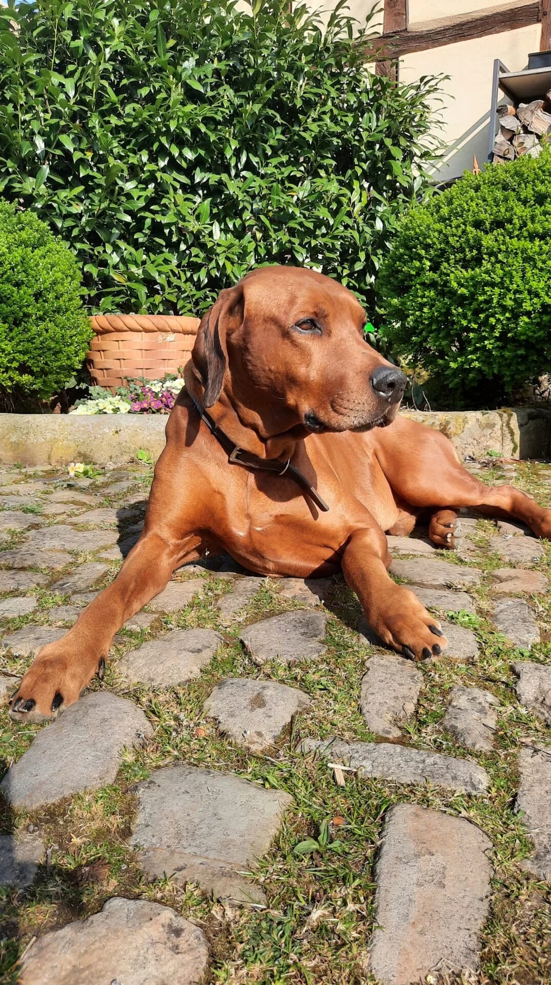 Notfall, male senior Rhodesian Ridgeback for adoption at Petsearch.ch, Zurich