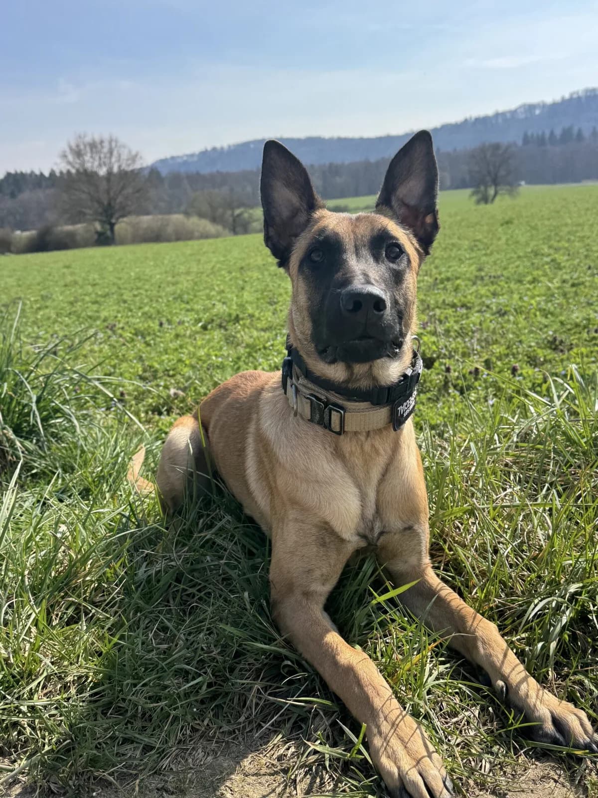 6m alter Belgischer Schäferhund mit Stammbaum, male puppy Belgian Shepherd for adoption at Petsearch.ch, Zurich