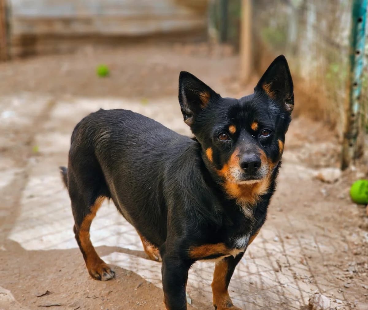 Zurückhaltender Willy, unknown male Mixed Breed for adoption at Petsearch.ch, Zurich