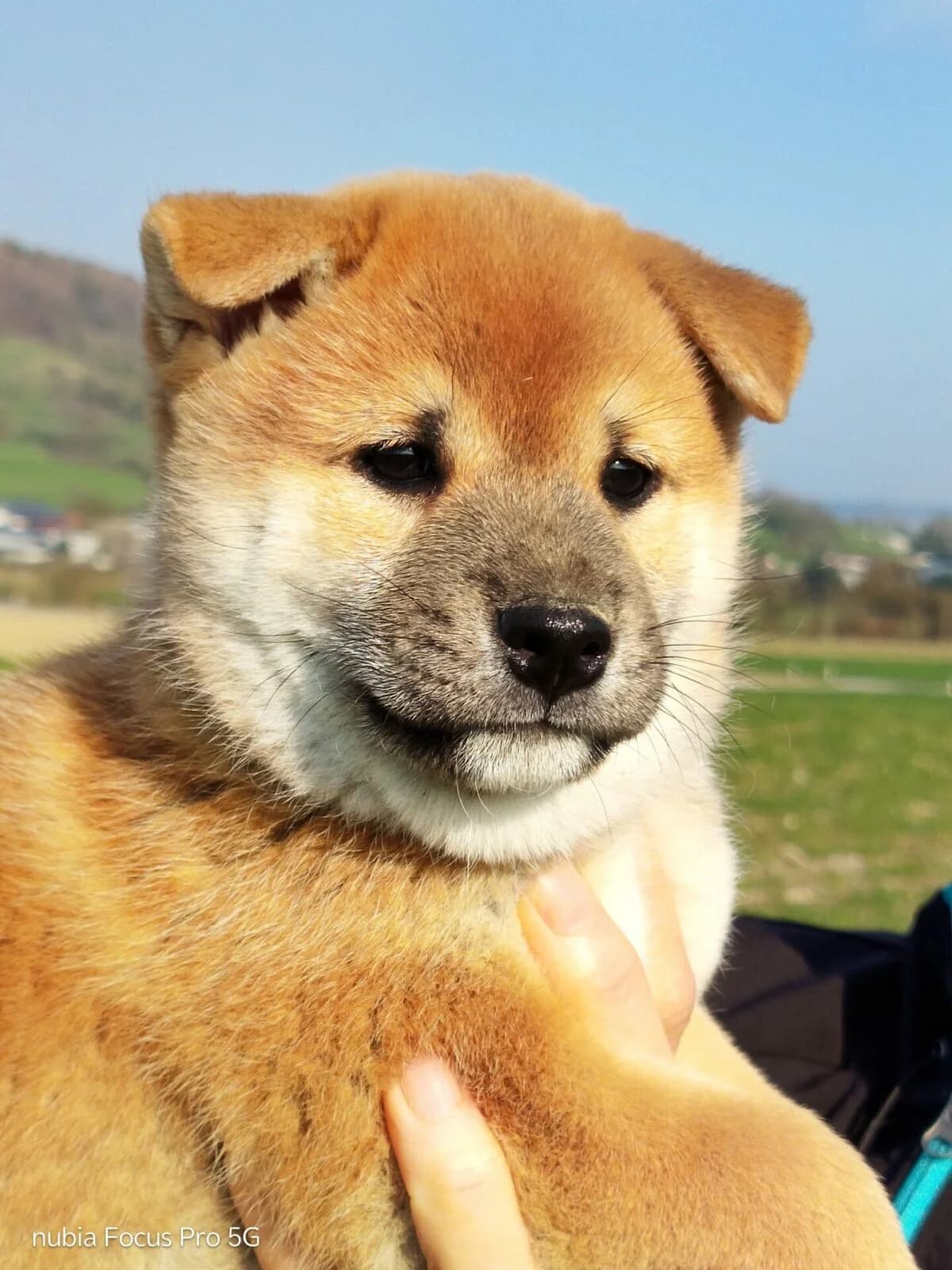 Wunderschöne rein rassige Shiba Inu Welpen zu Vergeben., beige female puppy Shiba Inu for adoption at Petsearch.ch, Zurich