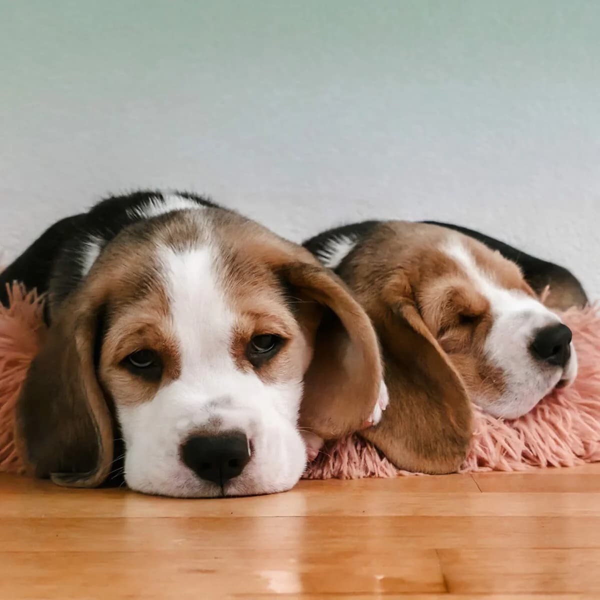 Beagle Welpen mit SKG Stammbaum, male puppy Beagle for adoption at Petsearch.ch, Zurich