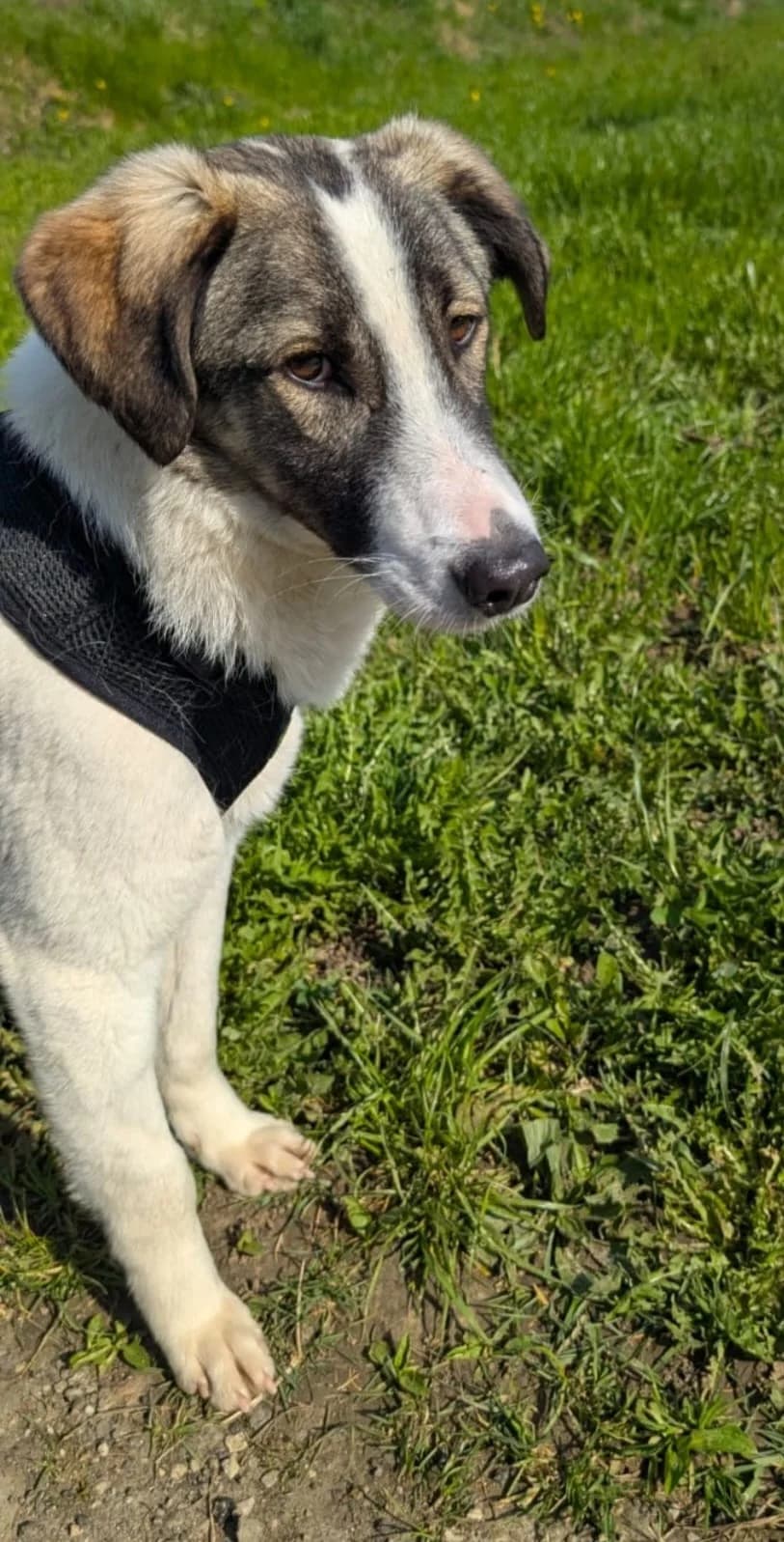 Mila sucht neus Zuhause, Mixed Breed (Petsearch.ch)