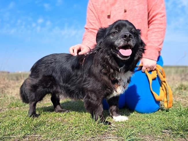 ROMEO, ruhiger Mischlingsopi, ca. 12 Jahre, 37cm, 11,9kg, female 3yo Mixed Breed for adoption at Petsearch.ch, Zurich