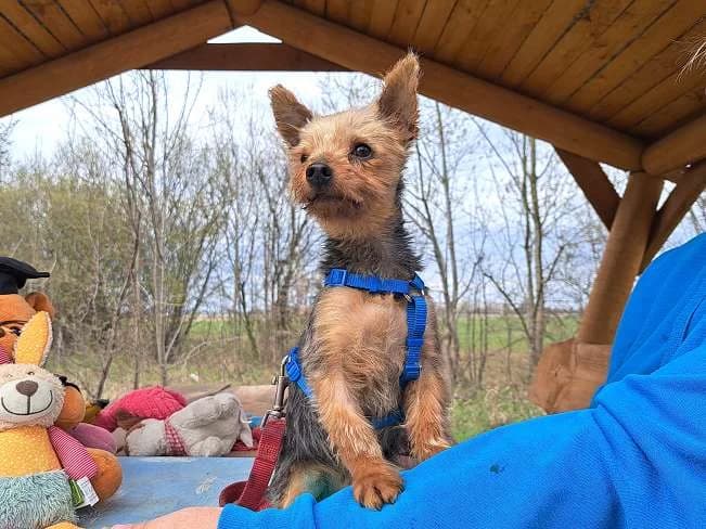 CYRILL, putziger Hundemann, ca. 7 Jahre, 20cm, 2,8kg, female 3yo Mixed Breed for adoption at Petsearch.ch, Zurich
