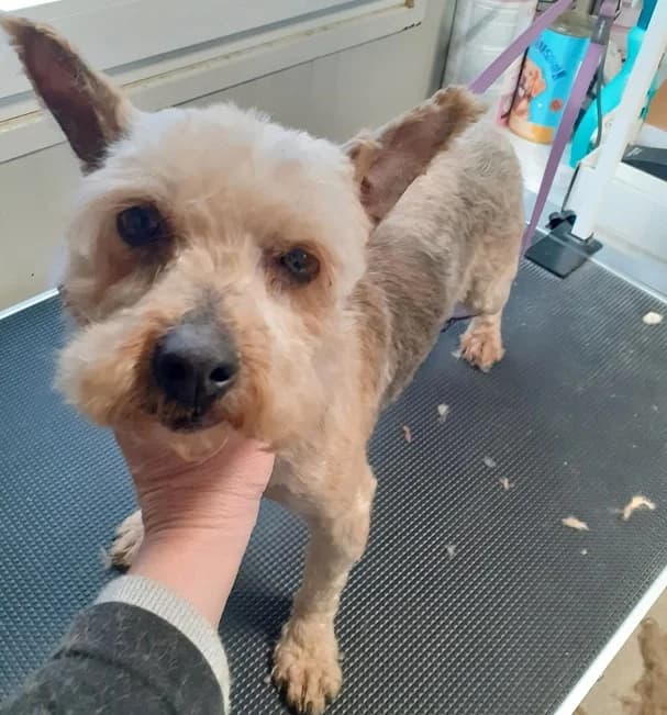 JILL, schüchterne Mischlingshündin, ca. 6 Jahre, 28cm, 6,7kg, female 3yo Mixed Breed for adoption at Petsearch.ch, Zurich