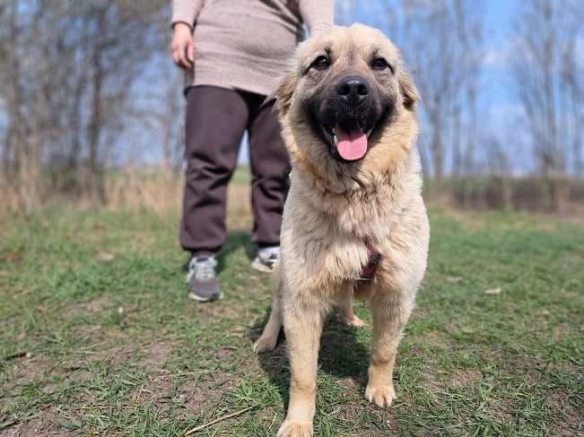 SAMANTA, aufmerksame Mischlingshündin, ca. 2 Jahre, 42cm, 13,2kg, Mixed Breed (Petsearch.ch)
