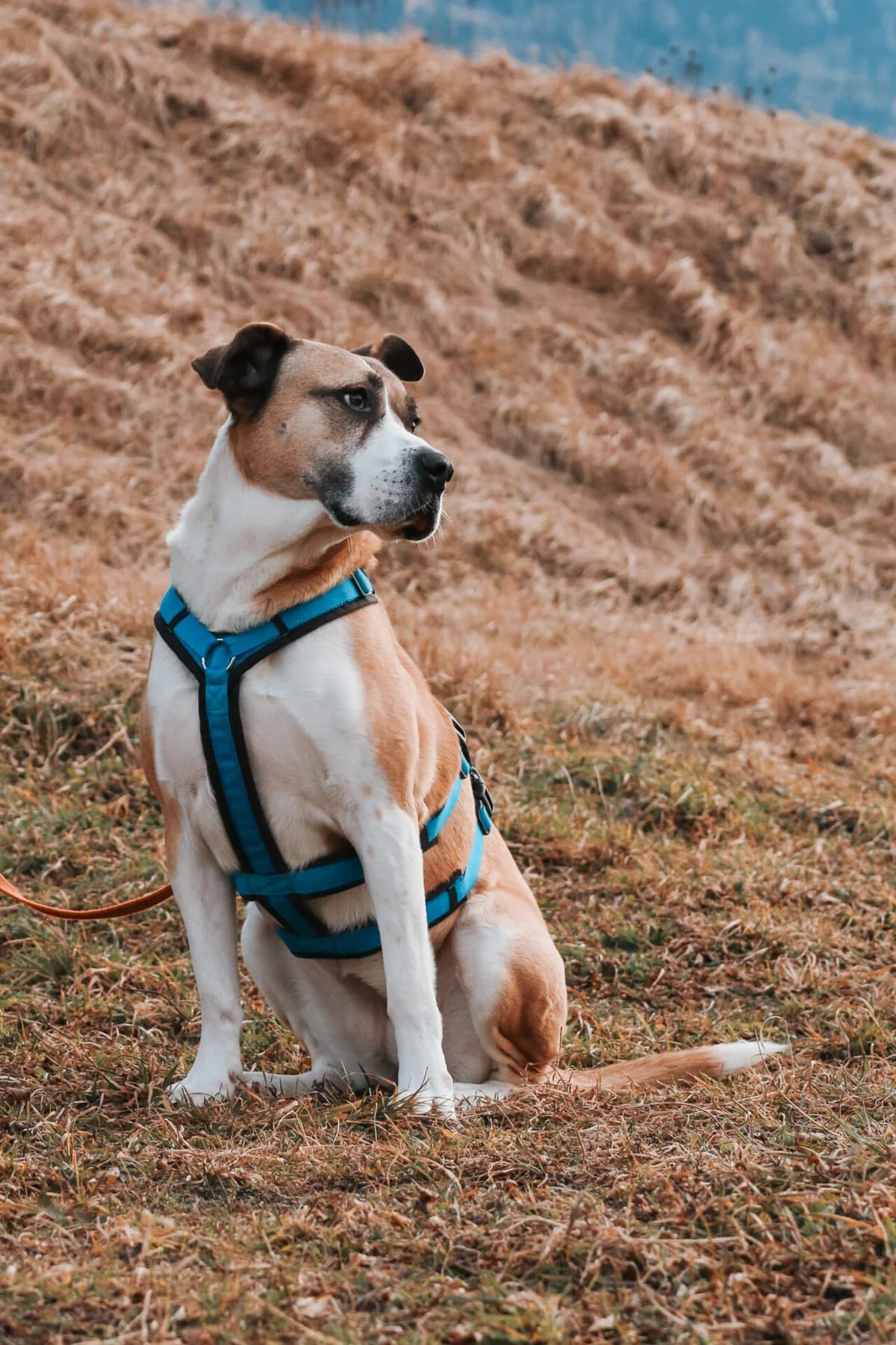 Selina sucht ein Zuhause mit Herz und Verlässlichkeit, Mixed Breed (Petsearch.ch)