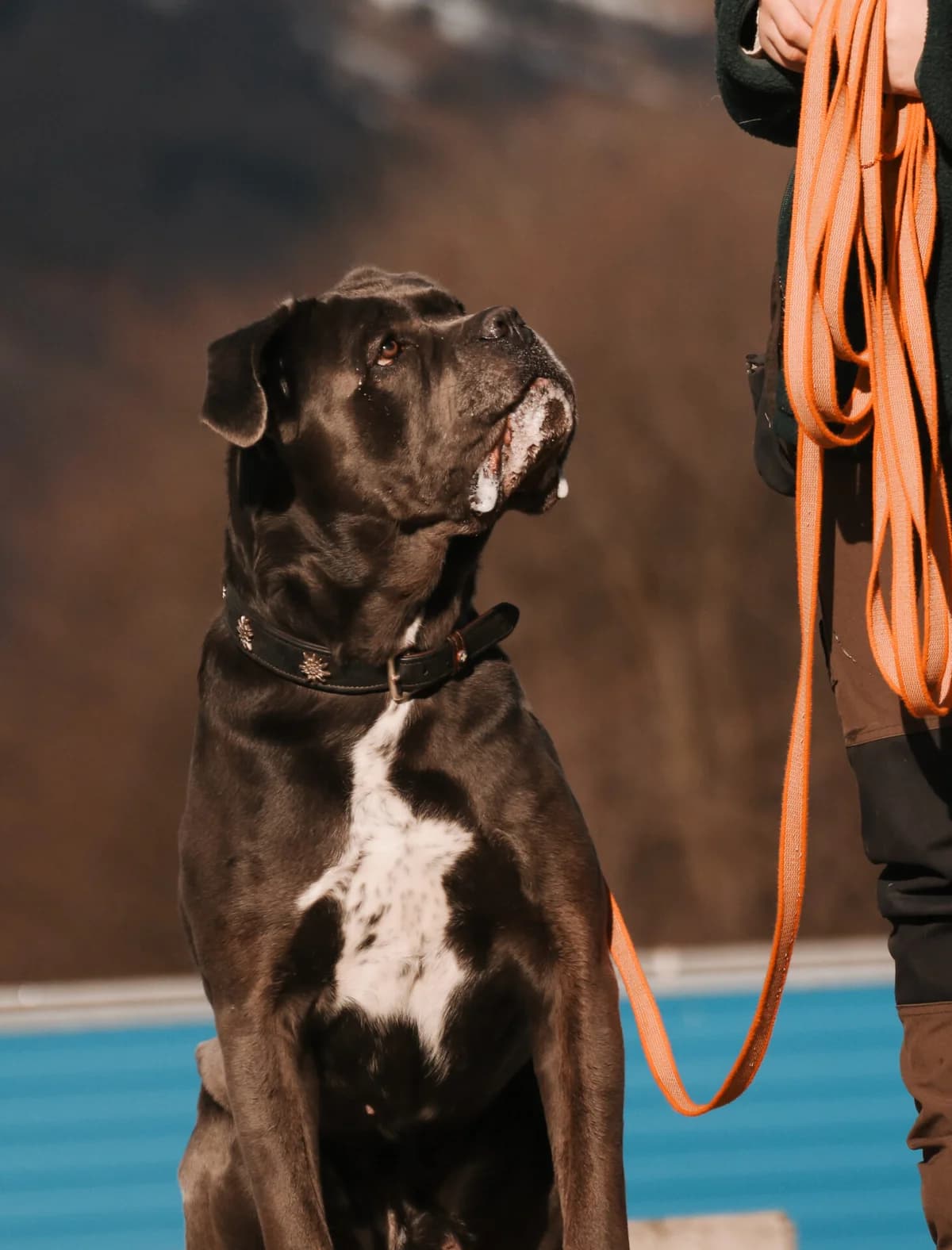 Tschako – eine zarte Seele im Körper eines Kraftpaketes, Mixed Breed (Petsearch.ch)