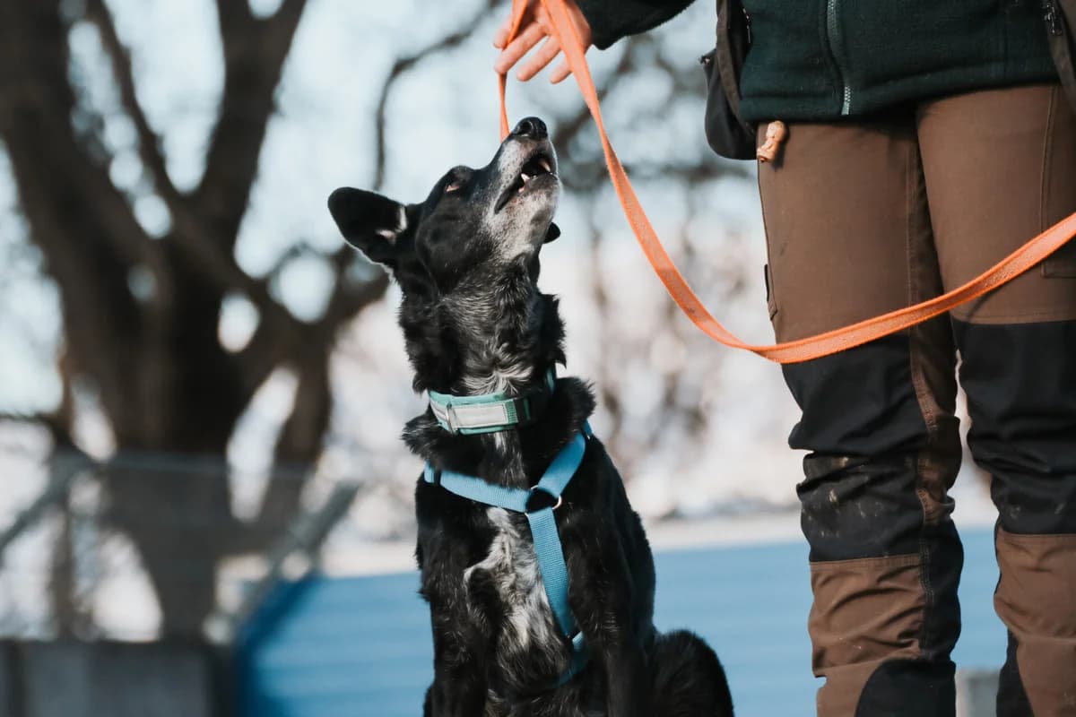 Lupo sucht ein ruhiges Zuhause mit klarer Führung, Mixed Breed (Petsearch.ch)