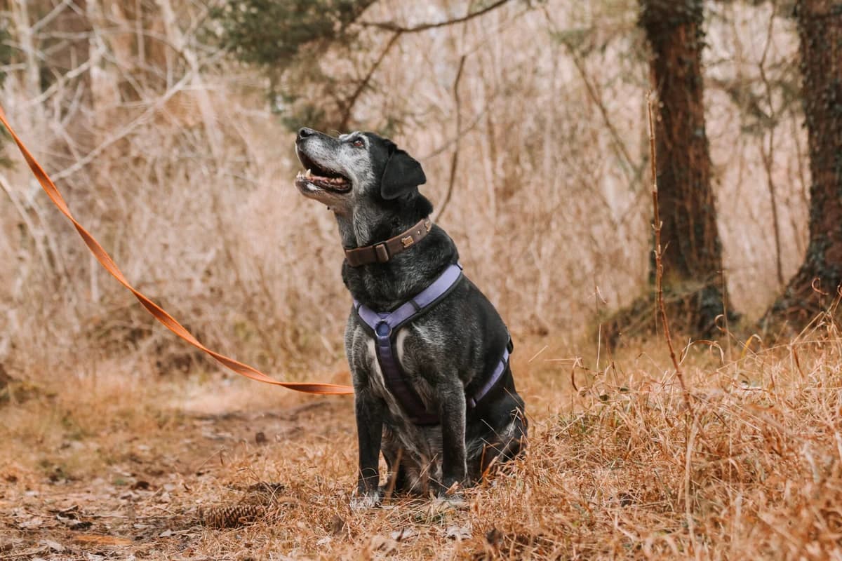 Mojo sucht ein ruhiges Zuhause, Mixed Breed (Petsearch.ch)