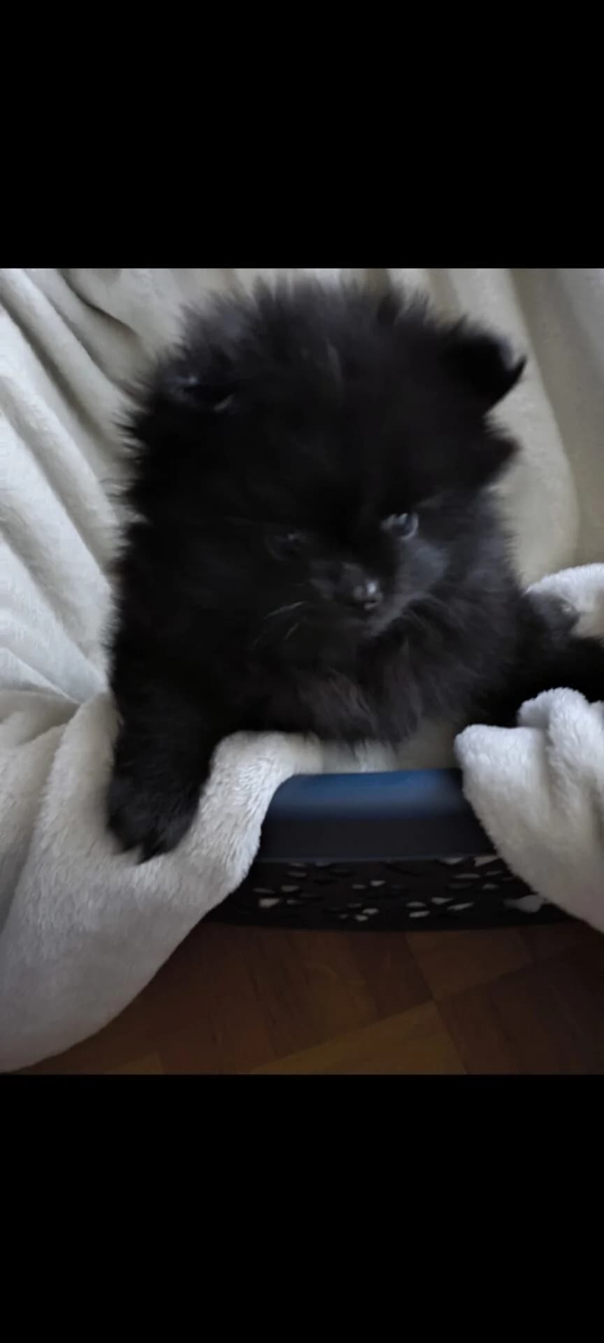 Zwergspitz Welpe, schwarz female puppy Pomeranian for adoption at Petsearch.ch, Zurich