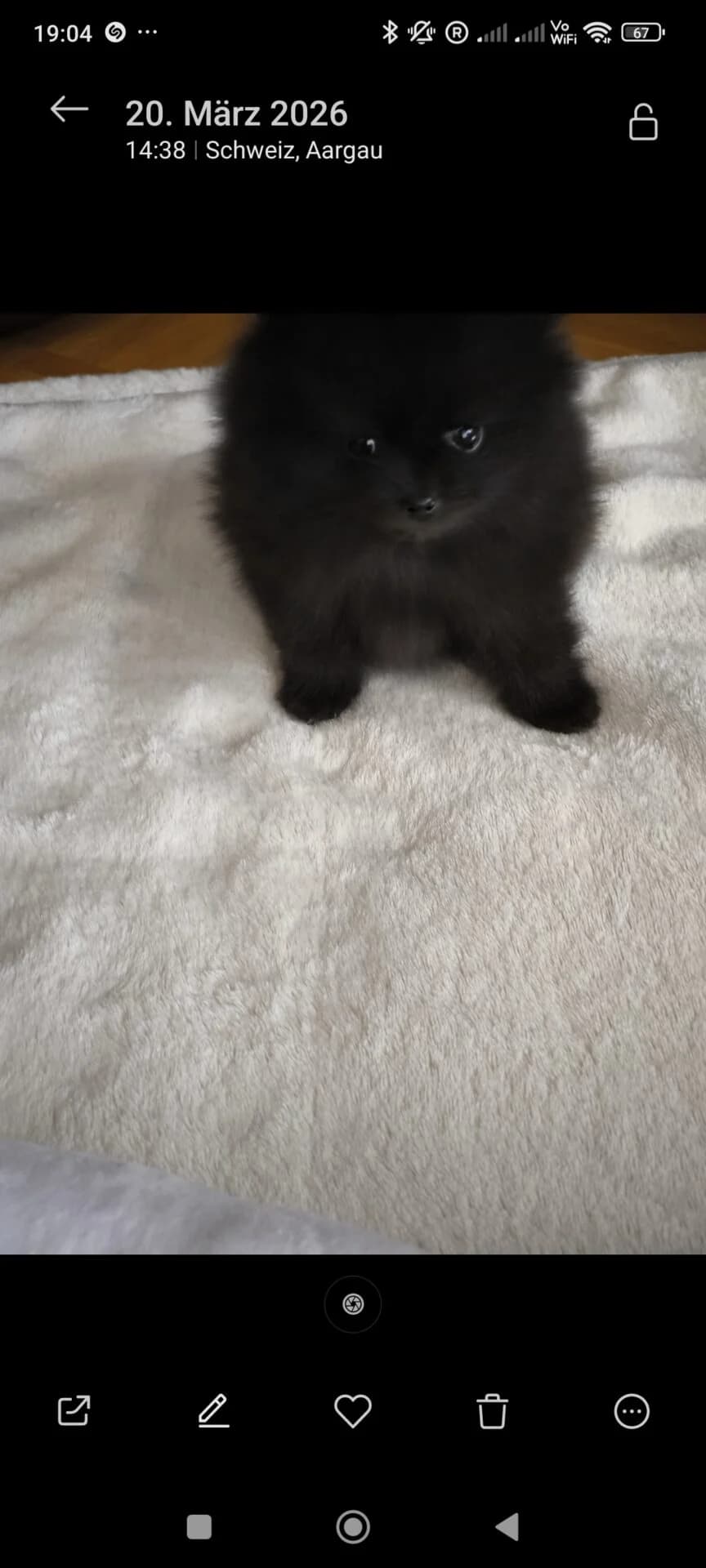 Zwergspitz Welpe, schwarz female puppy Pomeranian for adoption at Petsearch.ch, Zurich