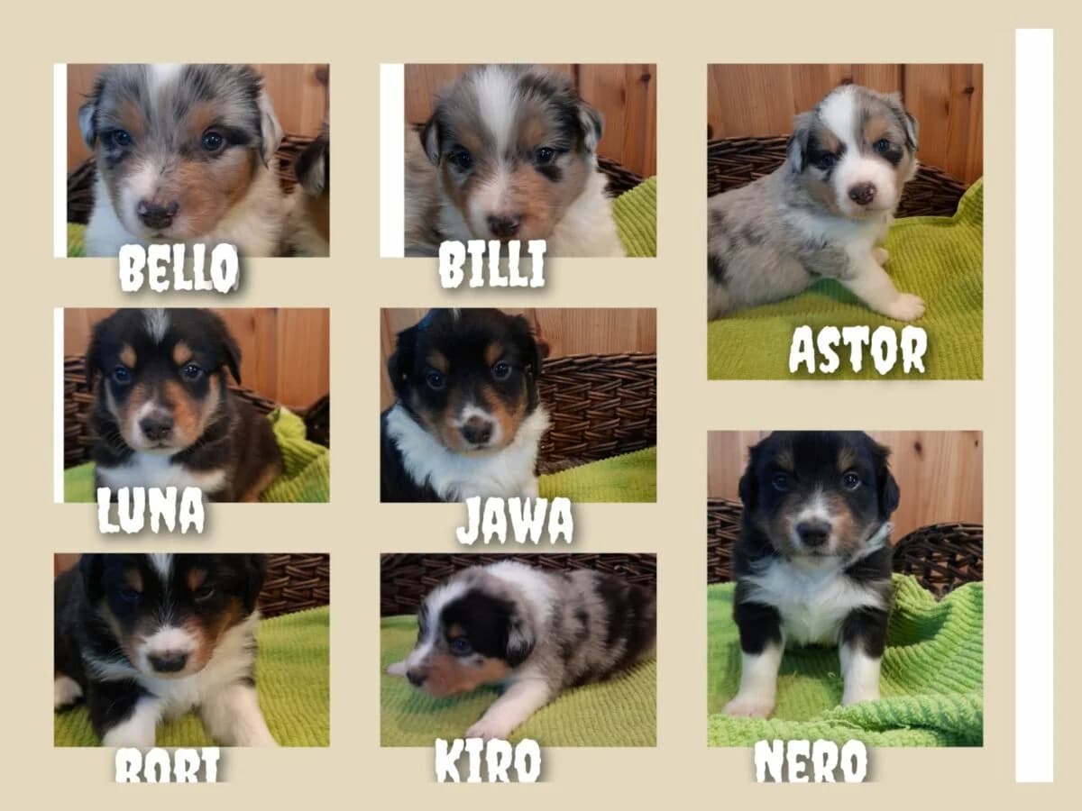 Australian Shepherd -Appenzeller Mischling Welpen, Mixed Breed (Petsearch.ch)