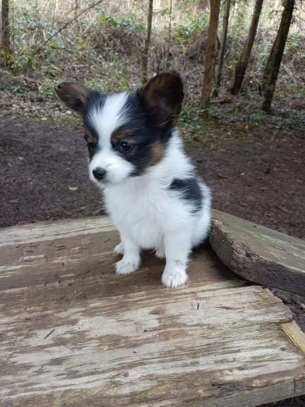 Papillon Welpen, Mixed Breed (Petsearch.ch)