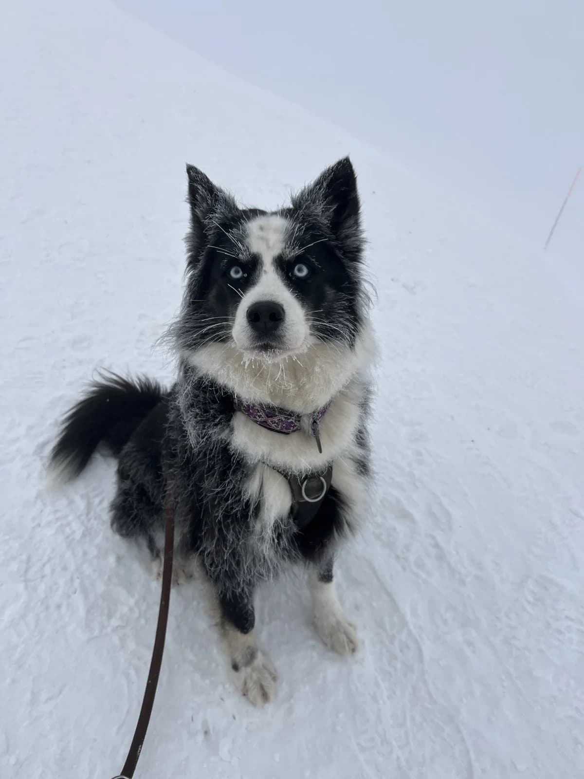 Pflegeplatz mit Option auf Übernahme gesucht, Mixed Breed (Petsearch.ch)