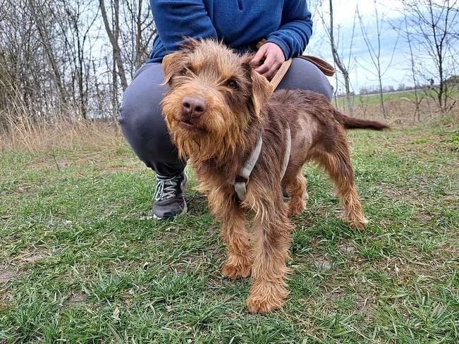 PRADA, süße Mischlingshündin, ca. 3 Jahre, 36cm, 9,1kg, female 3yo Mixed Breed for adoption at Petsearch.ch, Zurich
