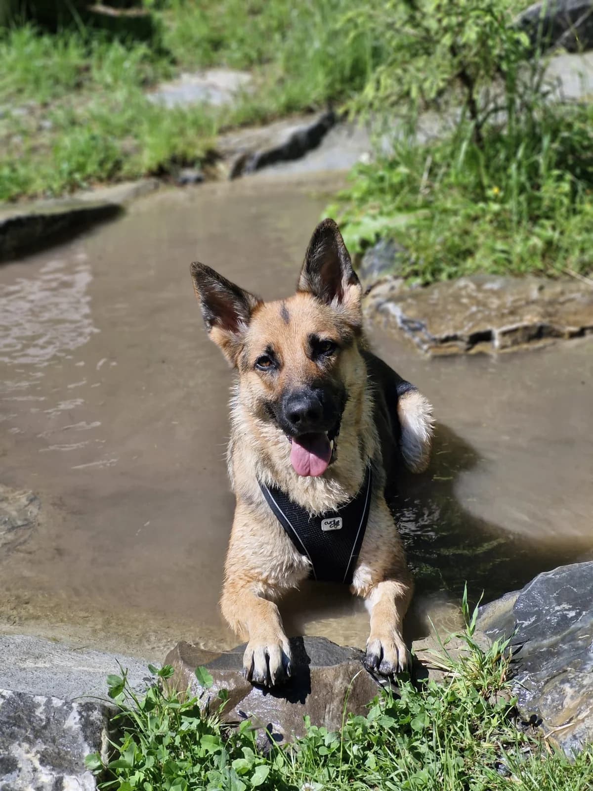 4½-jährige Schäferhündin sucht lieben & erfahrenen Platz, Mixed Breed (Petsearch.ch)