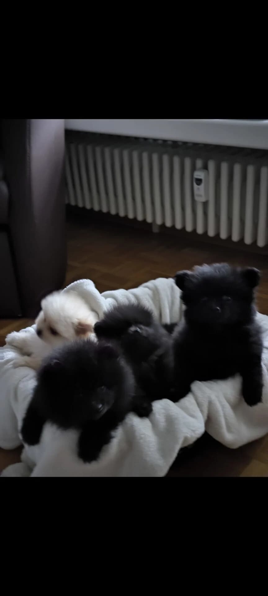 Zwergspitz Welpen, Mixed Breed (Petsearch.ch)