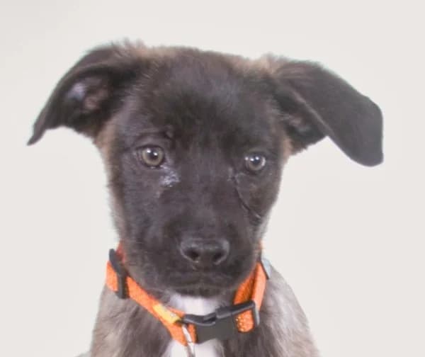 Noel, klug und zugewandt, Mixed Breed (Petsearch.ch)