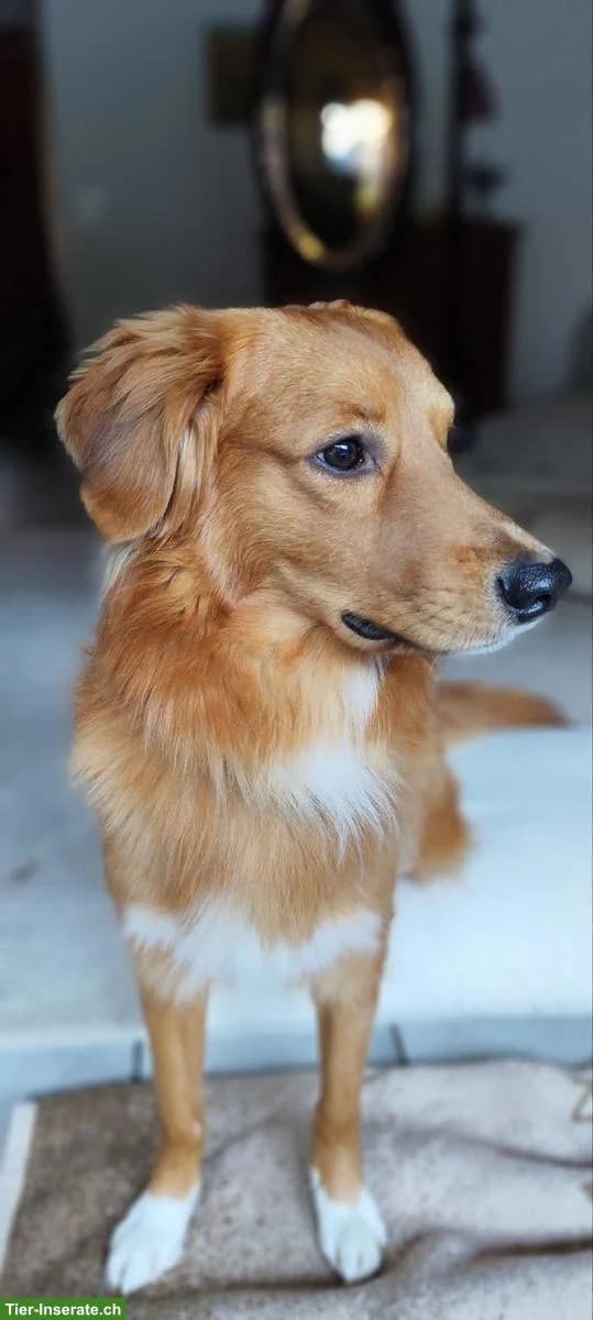 Mischlingsrüde sucht sportliches Zuhause – gerne auch als 2. Hund, Mixed Breed (Petsearch.ch)