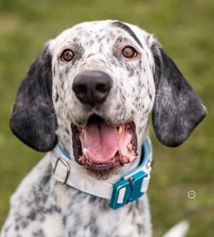 Lur, der sensible Pointer Mischling, Mixed Breed (Petsearch.ch)