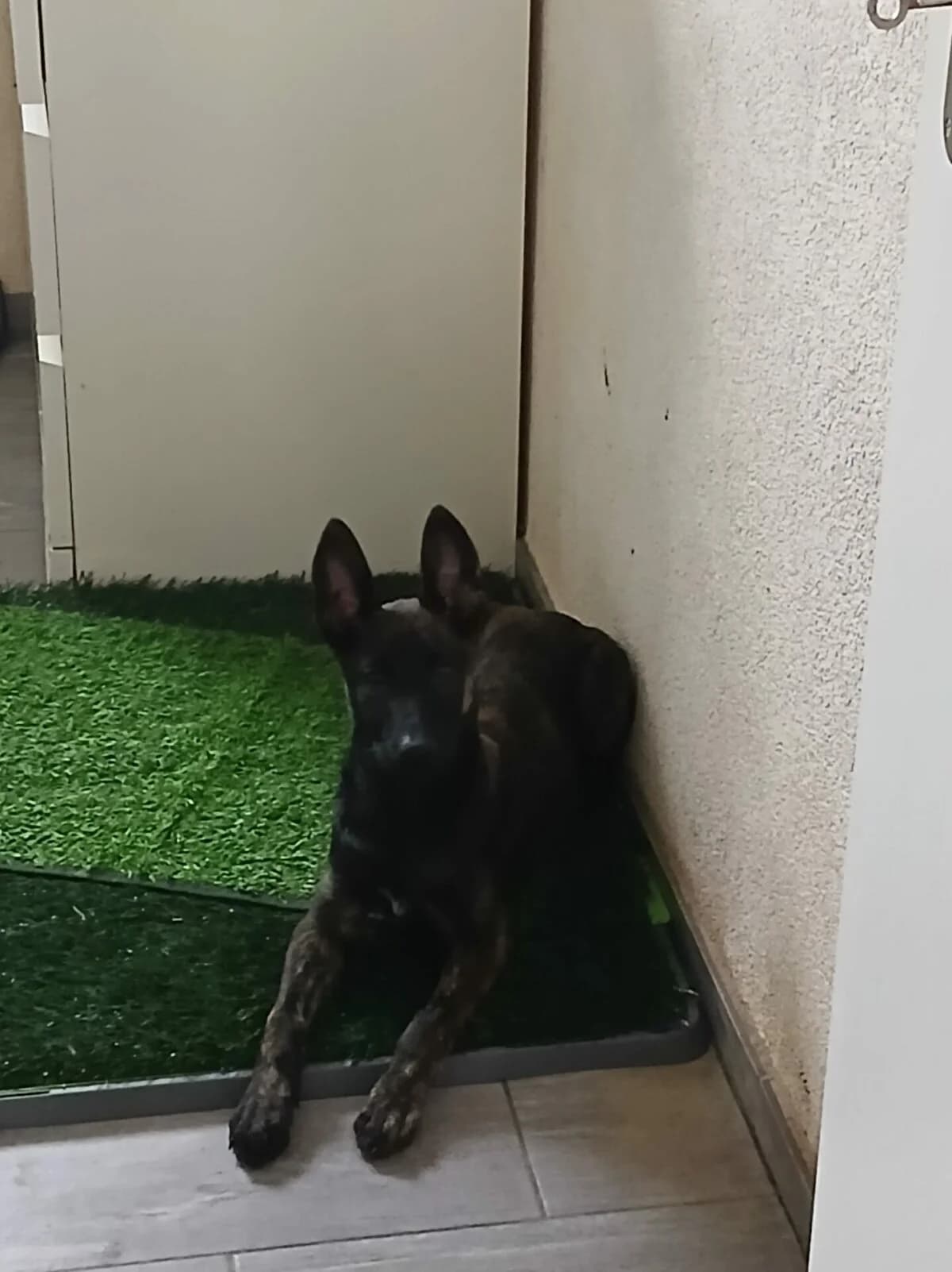 Diese wundervolle Hündinn sucht ihr Körpchen, Mixed Breed (Petsearch.ch)