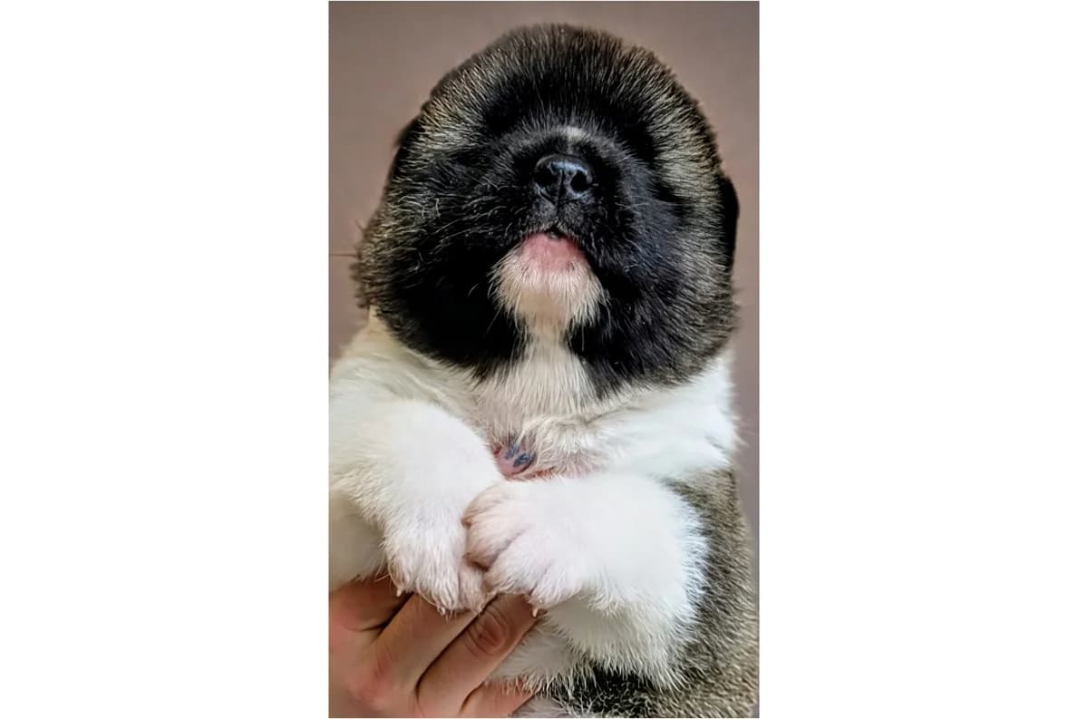 Prachtvolle American Akita Welpen aus VDH/FCI-Zucht – Grenznähe CH, Mixed Breed (Petsearch.ch)