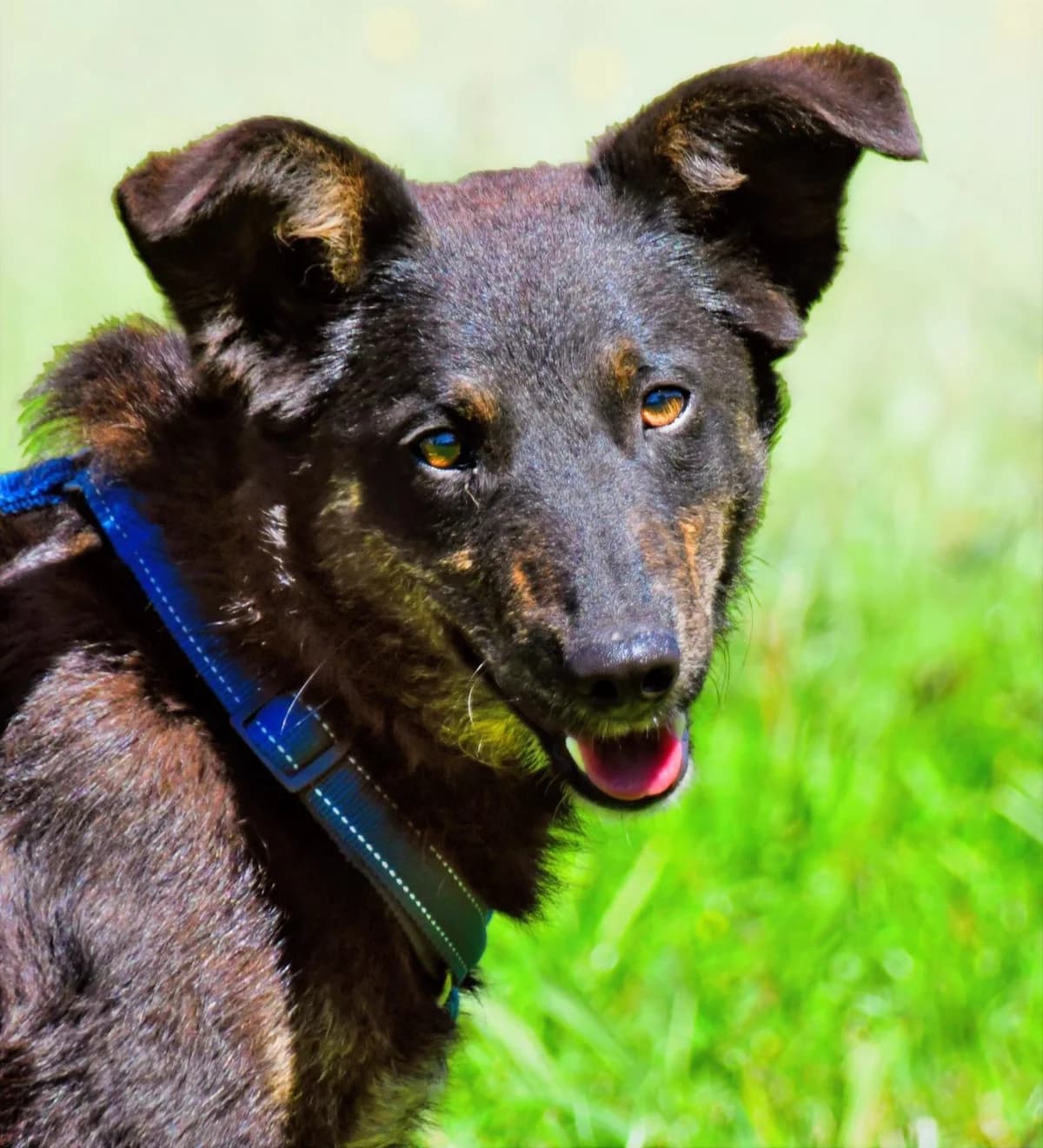 Amora, eine liebe Seele, Mixed Breed (Petsearch.ch)