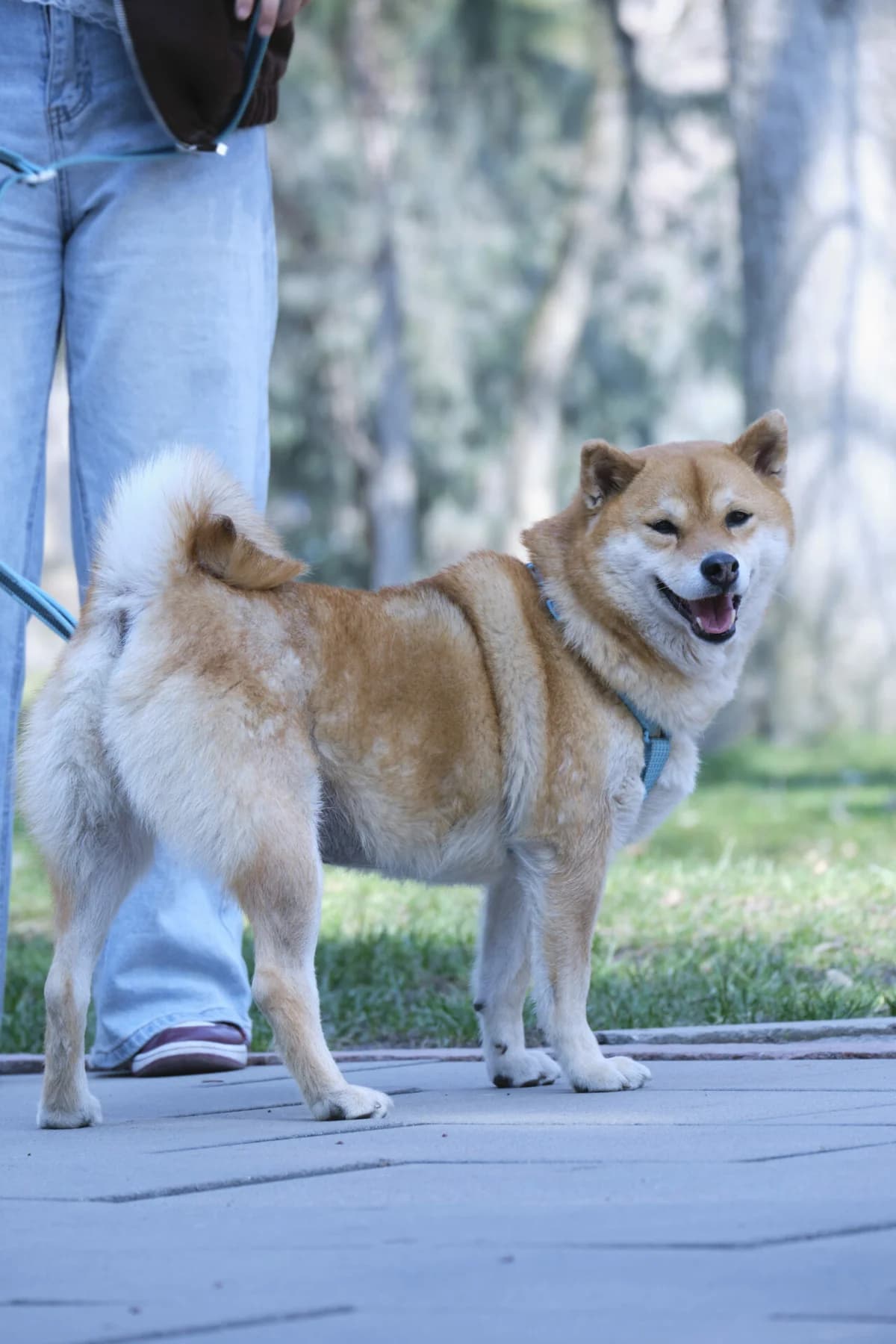 Beniko – eine ideale Shiba Inu fürs Zusammenleben, Mixed Breed (Petsearch.ch)