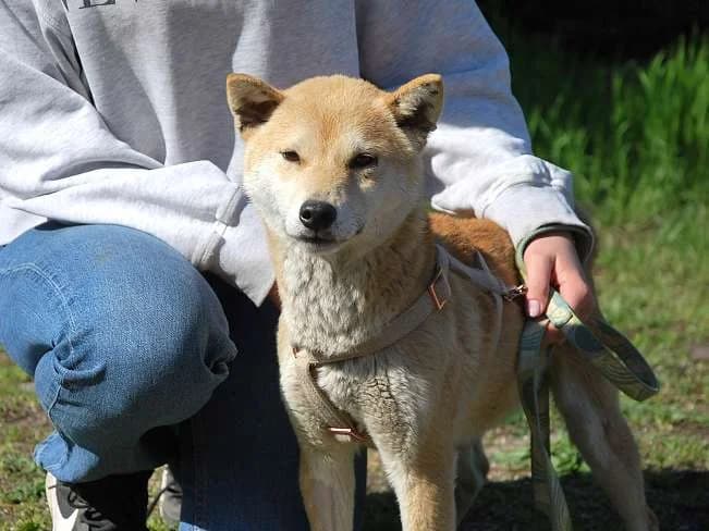 KENAI, freundlicher Hundemann, ca. 4 Jahre, 42cm, 9kg, Mixed Breed (Petsearch.ch)