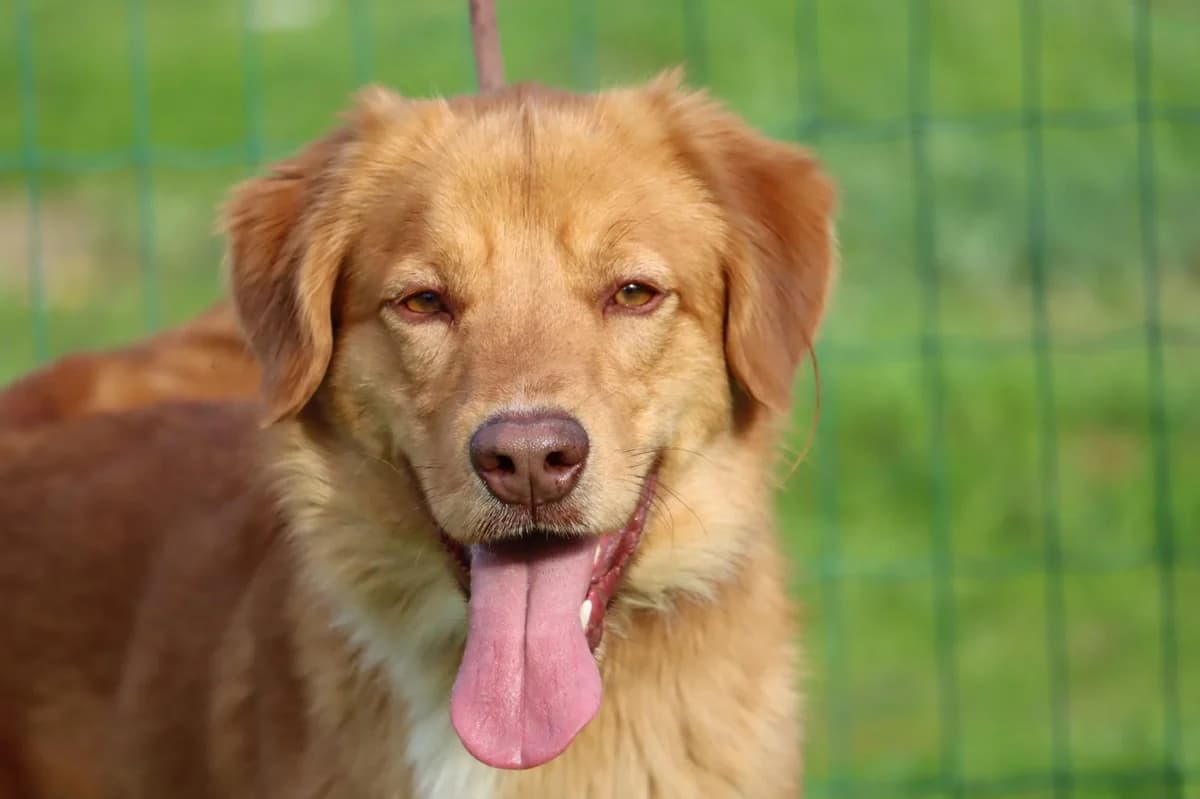 Barro, ein toller Kamerad, Mixed Breed (Petsearch.ch)