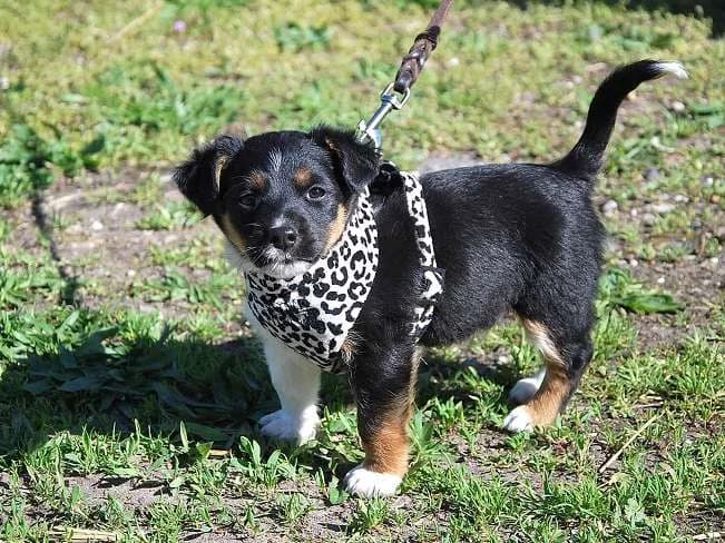 UWE, süßer Mischlingsbub, ca. 2 Monate, 13cm, 2kg, male 3yo Mixed Breed for adoption at Petsearch.ch, Zurich