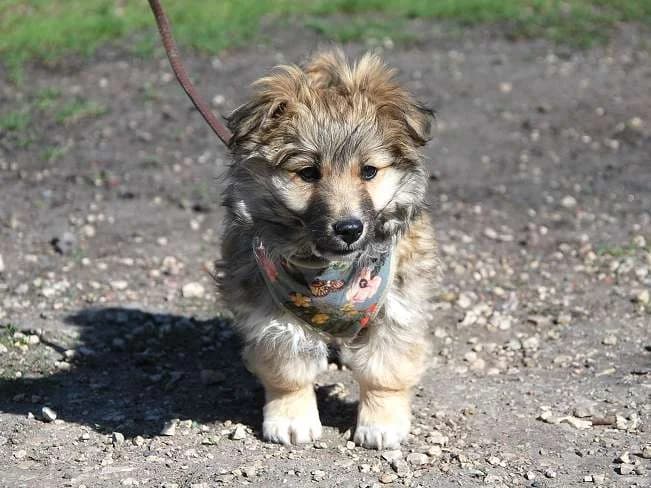 KLING, lustiger Mischlingsbub, 3,5 Monate, 28 cm, 5,4 kg, Mixed Breed (Petsearch.ch)