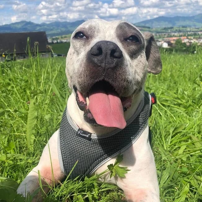 LUZ (ehem. Lady), loyale Mischlingshündin, ca. 6 Jahre *in CH-8854 Galgenen*, Mixed Breed (Petsearch.ch)