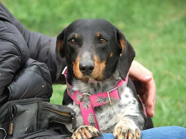 PICURKA, noch ängstliche Mischlingshündin, ca. 7 Jahre, 11kg, Mixed Breed (Petsearch.ch)