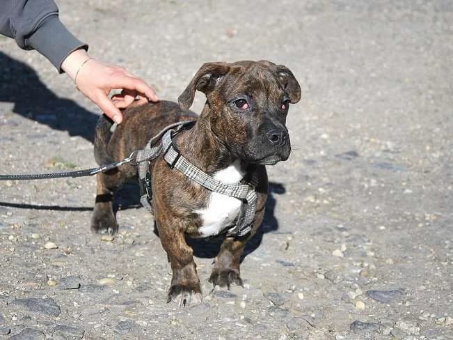LIMBO, neugieriger Mischlingsbub, ca. 4 Monate, 30cm, 8,5kg, Mixed Breed (Petsearch.ch)