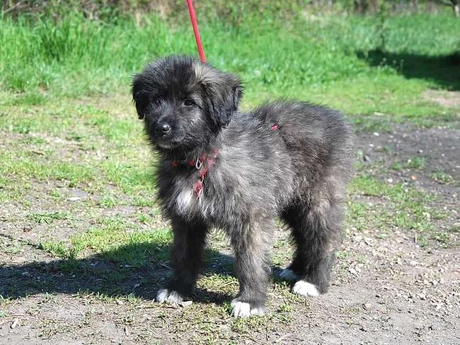 SWEET MIMI, niedliches Mischlingsmädchen, ca. 4 Monate, 44cm, 9.4kg, Mixed Breed (Petsearch.ch)