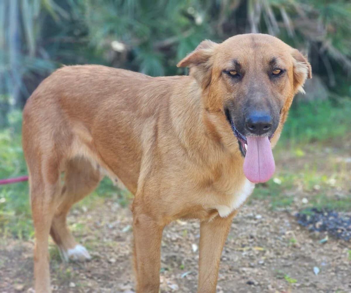 Schäfermischling Estrella, Mixed Breed (Petsearch.ch)