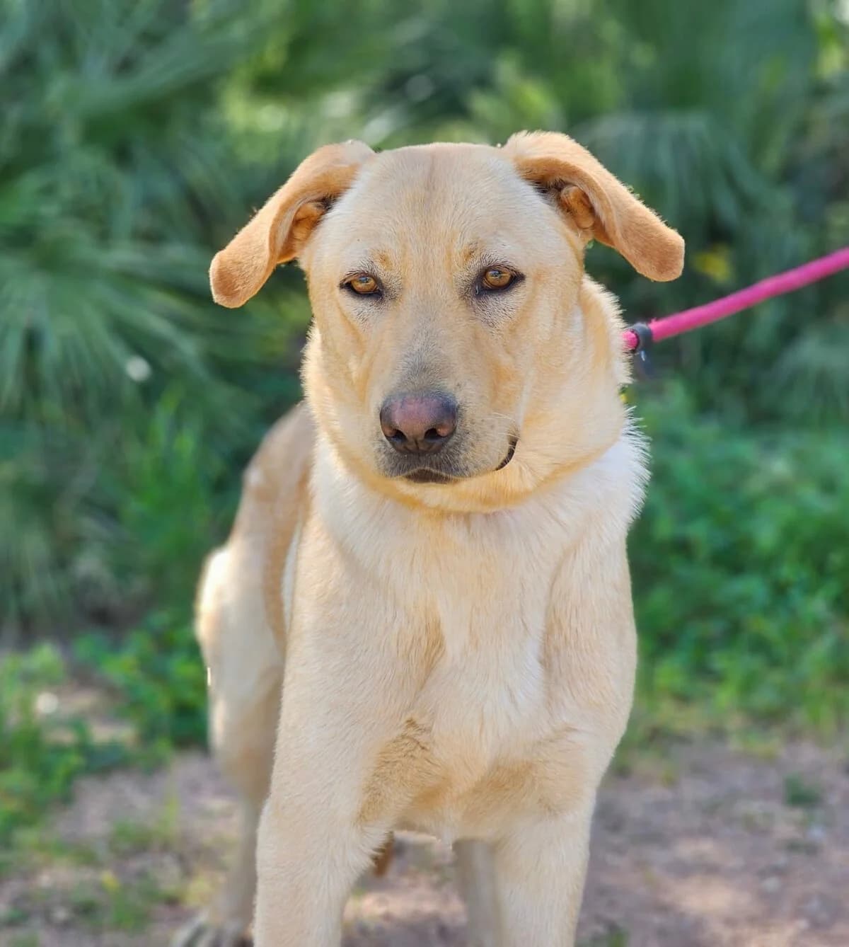 Bewegungsfreudige Winni, Mixed Breed (Petsearch.ch)