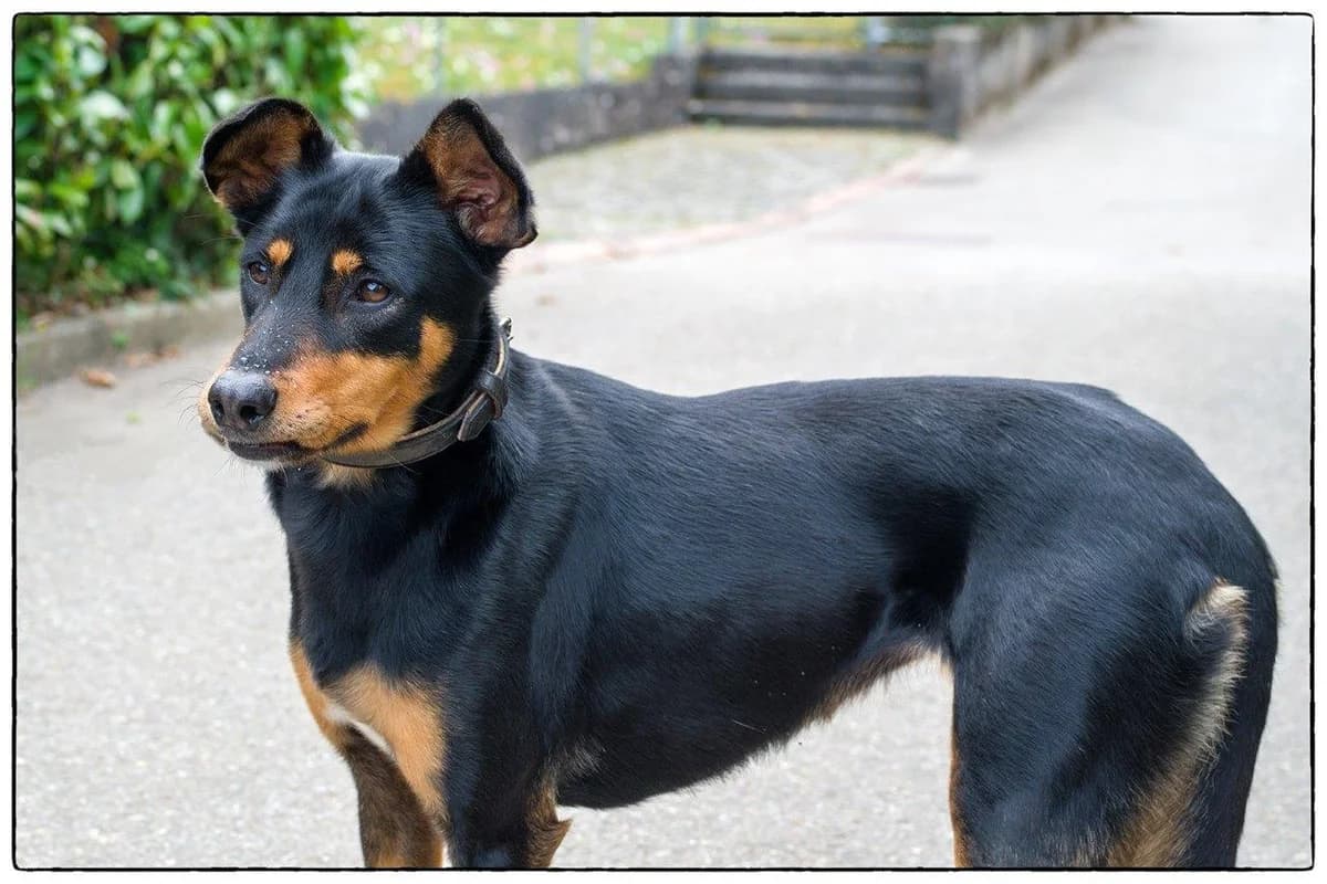 Lexie hatte es nicht leicht, Mixed Breed (Petsearch.ch)