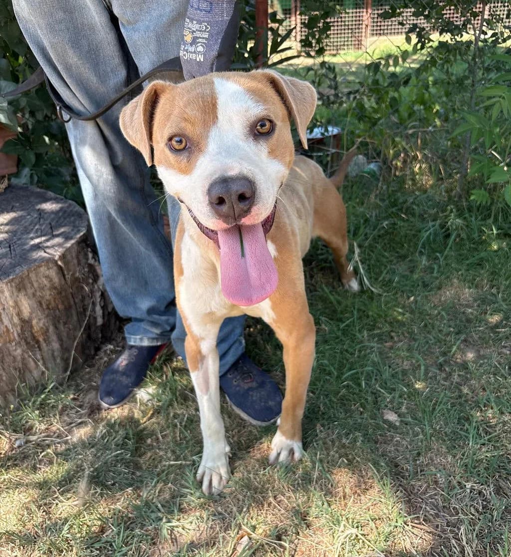 Elon-Super liebe, menschenbezogene Sportskanone leidet im Tierheim sehr, Mixed Breed (Petsearch.ch)