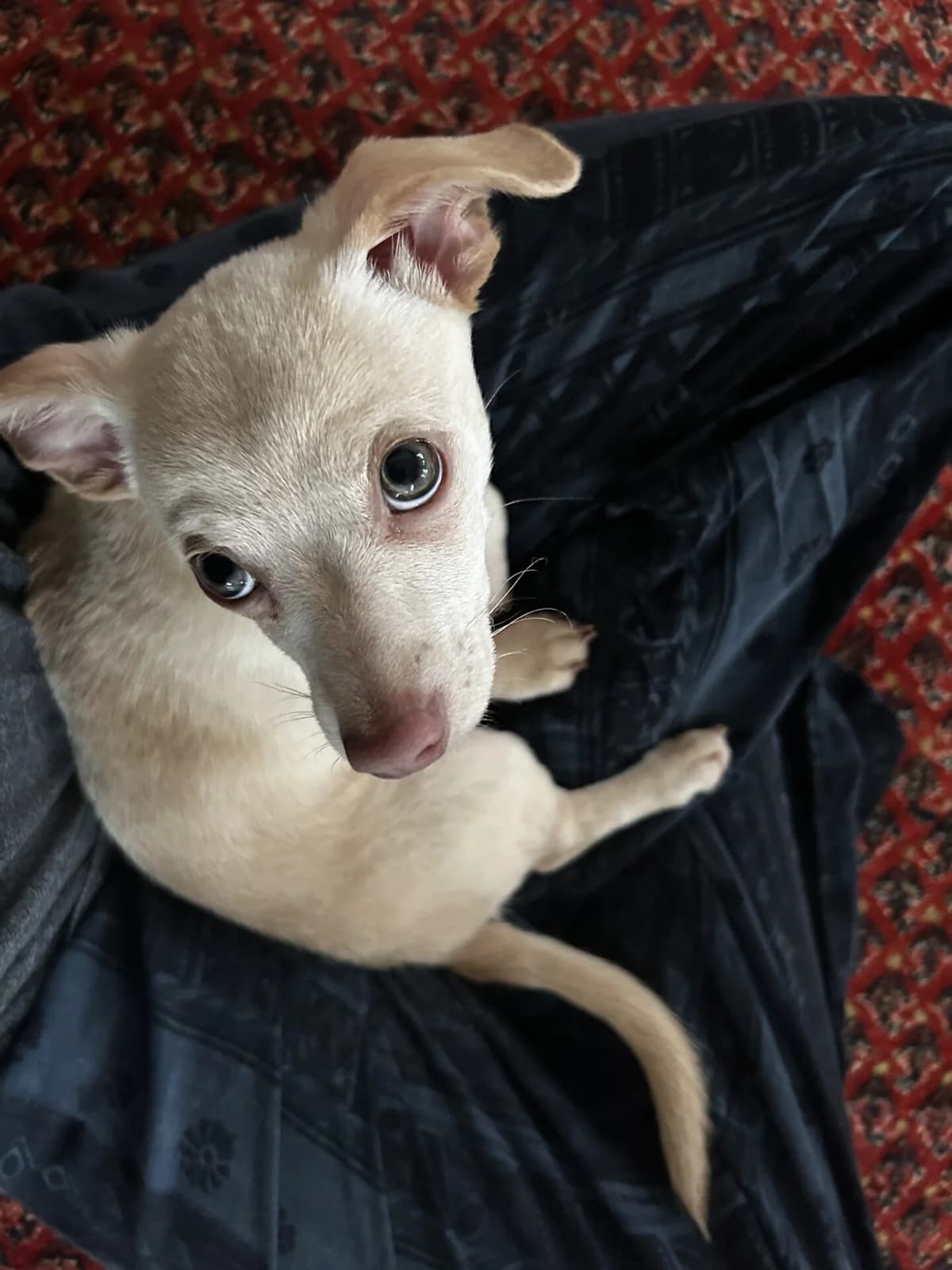Kleiner Mischlingshund, Mixed Breed (Petsearch.ch)