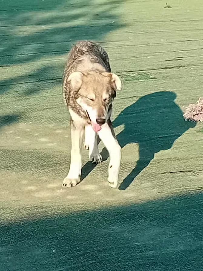 Kat, die Schüchterne, sucht eine Bleibe, Mixed Breed (Petsearch.ch)