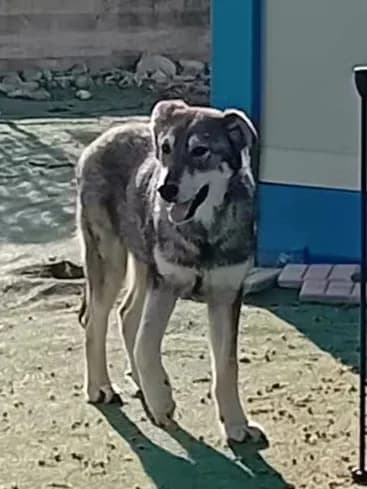 Kim, ein richtiger Herzensbrecher, sucht eine Bleibe, Mixed Breed (Petsearch.ch)