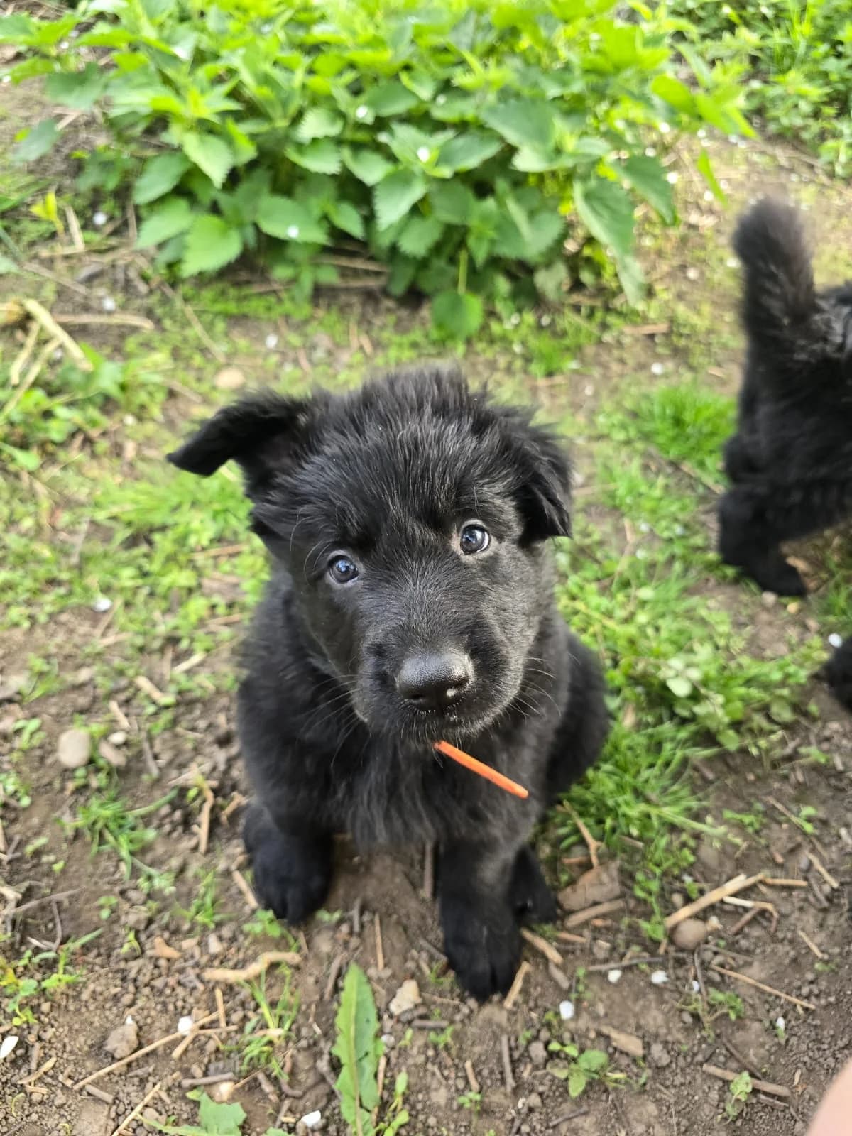 Altdeutsche Schäferhundwelpen, Mixed Breed (Petsearch.ch)
