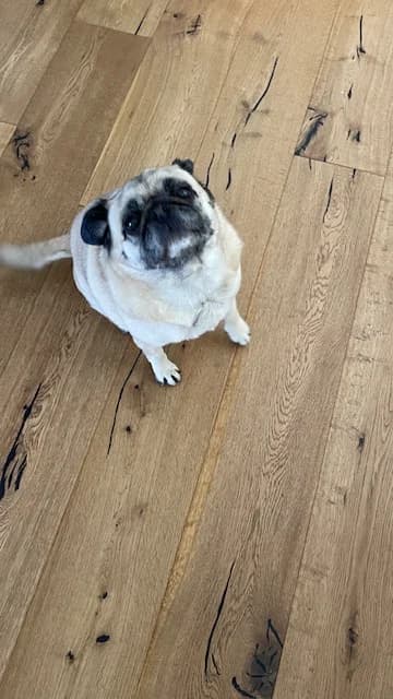 Mops Weibchen umständehalber abzugeben, female puppy Mixed Breed for adoption at Petsearch.ch, Zurich