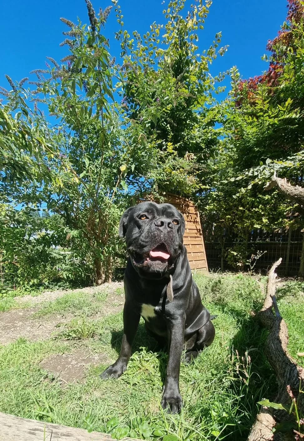 Reinrassiger Cane Corso Rüde sucht ein Zuhause, male 4yo Mixed Breed for adoption at Petsearch.ch, Zurich
