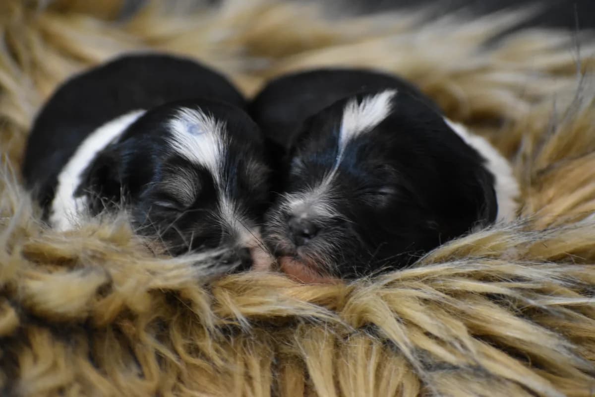 Havaneser Welpen, female 3yo Mixed Breed for adoption at Petsearch.ch, Zurich