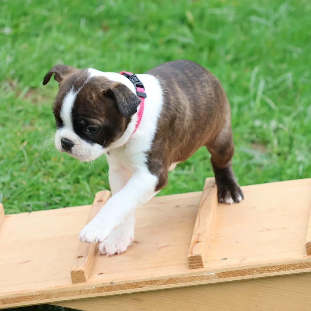 Boston Terrier, Mixed Breed (Petsearch.ch)